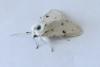 Acronicta leporina